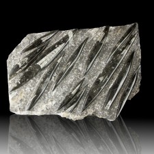 17.5" Matrix w-12 Sharp Detailed Black&White ORTHOCERAS Fossils Morocco for sale 17.5" Matrix w-12 Sharp Detailed Black&White ORTHOCERAS Fossils Morocco for sale
