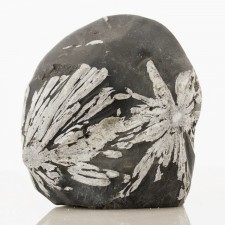 3.8" Natural CHRYSANTHEMUM STONE White Flower on Black Limestone China for sale 3.8" Natural CHRYSANTHEMUM STONE White Flower on Black Limestone China for sale
