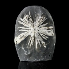 3.7" Bright White CHRYSANTHEMUM STONE Flower in Black Limestone China for sale 3.7" Bright White CHRYSANTHEMUM STONE Flower in Black Limestone China for sale
