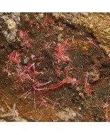 2.2" Delicate NeonRed CHALCOTRICHITE Cuprite ...