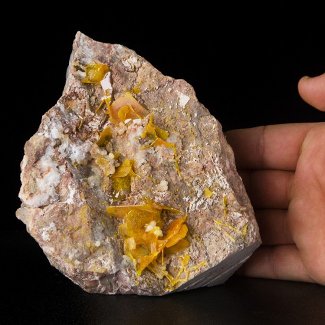 6" Orange Tabular WULFENITE Crystals to .4" Los Lamentos Mexico for sale