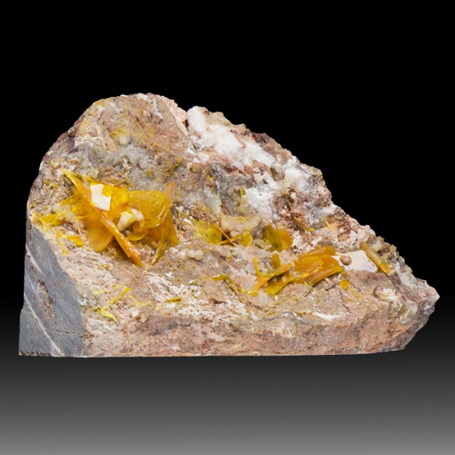 6" Orange Tabular WULFENITE Crystals to .4" Los Lamentos Mexico for sale