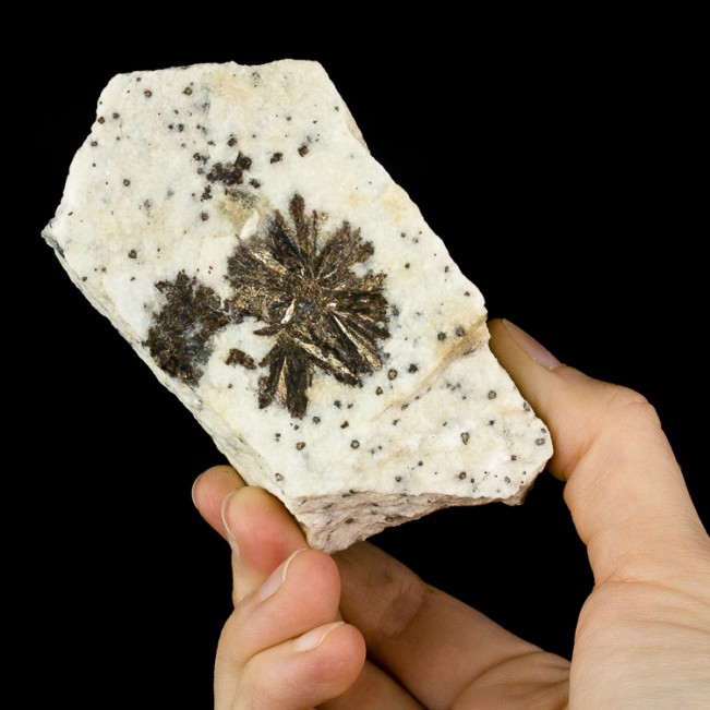 3.8" 2 Bronze ASTROPHYLLITE Radiating Crystal Clusters in Matrix Russia for sale