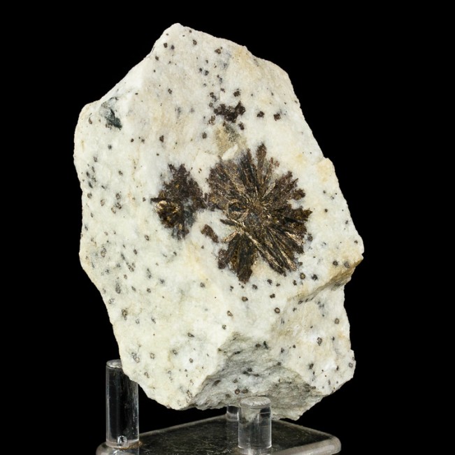 3.8" 2 Bronze ASTROPHYLLITE Radiating Crystal Clusters in Matrix Russia for sale