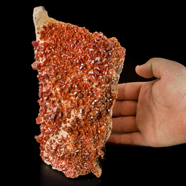 7.8" Bright Flamboyant Red VANADANITE Crystals to .6" No Damage Morocco for sale