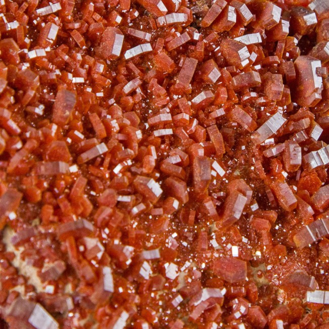 7.8" Bright Flamboyant Red VANADANITE Crystals to .6" No Damage Morocco for sale