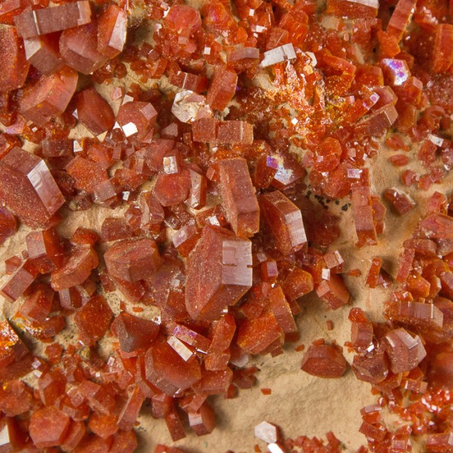 7.8" Bright Flamboyant Red VANADANITE Crystals to .6" No Damage Morocco for sale