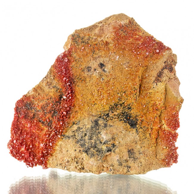 4.3" Blazing Red VANADANITE XtraSharp Crystals to 6mm on Matrix Morocco for sale