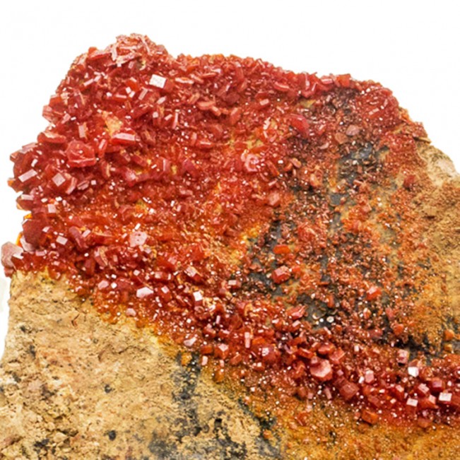 4.3" Blazing Red VANADANITE XtraSharp Crystals to 6mm on Matrix Morocco for sale