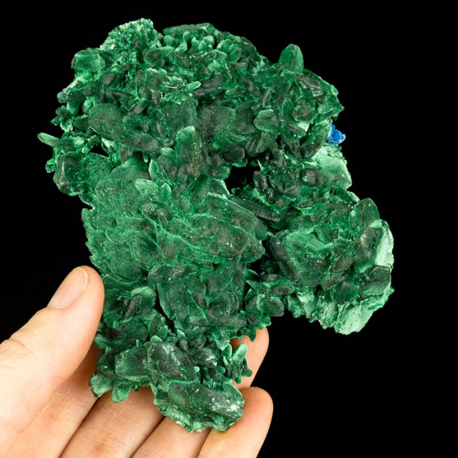 4" Dark Green MALACHITE PSEUDO AZURITE Sharp Crystals Milpillas Mexico for sale