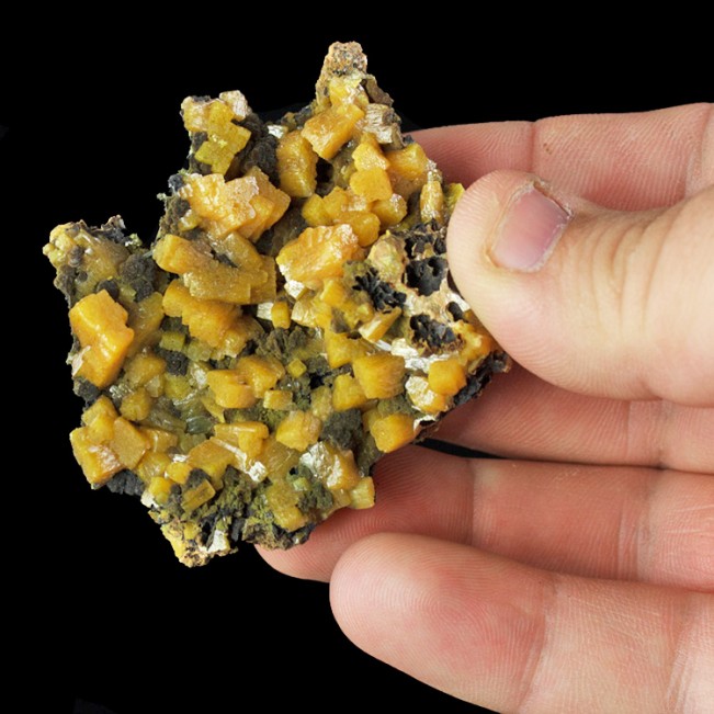 2.6" Blocky Lustrous Yellow WULFENITE Crystal on Matrix Ojuela Mexico for sale