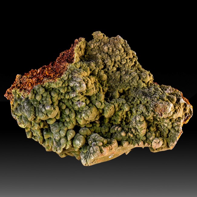 5.1" DarkGreen Bubbly Botryoidal MOTTRAMITE Crystals on Limonite Mexico for sale