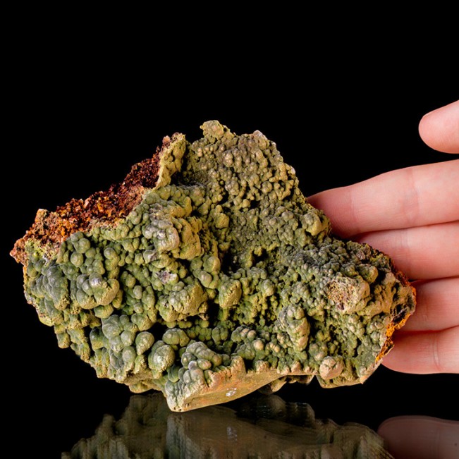 5.1" DarkGreen Bubbly Botryoidal MOTTRAMITE Crystals on Limonite Mexico for sale