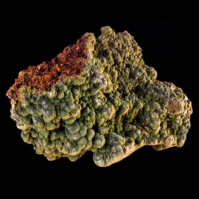 5.1" DarkGreen Bubbly Botryoidal MOTTRAMITE Crystals on Limonite Mexico for sale