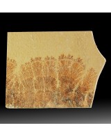 8.5" Branching Red/Black TreeLike Manganese D...