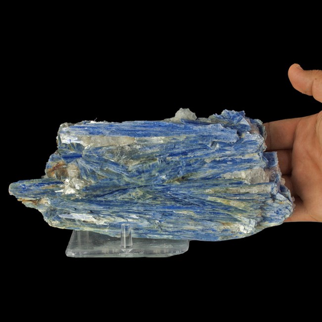 9.9" Rich Sapphire Blue KYANITE Crystals Embedded in Milky Quartz Brazil for sale