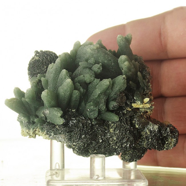 3.2" Multi-Crystal Asparagus Green PRASE QUARTZ Serifos Island Greece for sale