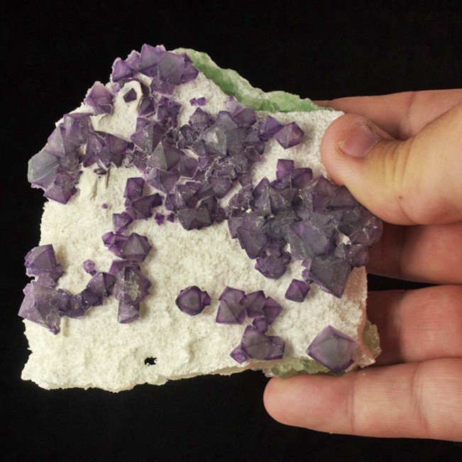 4.4" Sharp Purple-Green Octahedrons of FLUORITE on Milky Quartz China for sale