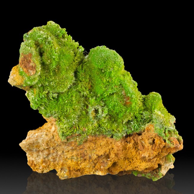 2.3" Grass Green Radiating Acicular PYROMORPHITE Crystals St. Salvy France for sale