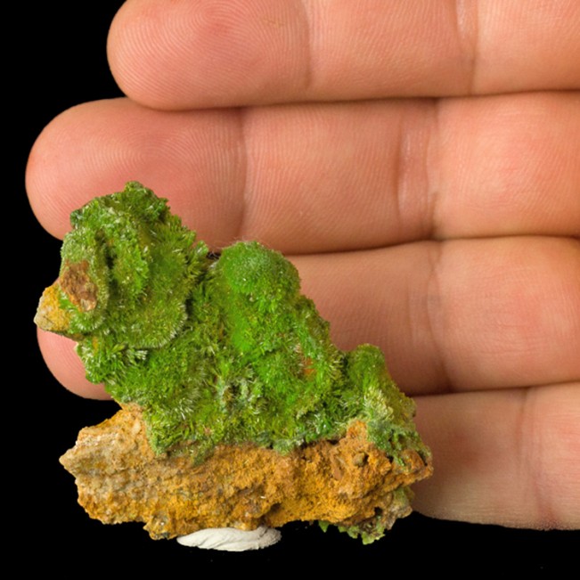 2.3" Grass Green Radiating Acicular PYROMORPHITE Crystals St. Salvy France for sale