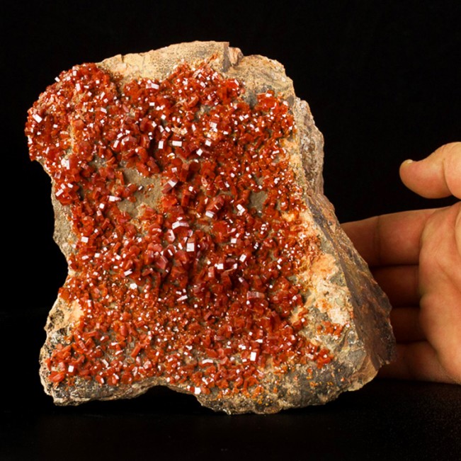 7" Museum Vivid Red VANADANITE Glossy Sharp Gem Crystals to .4" Morocco for sale