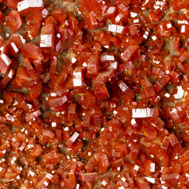 7" Museum Vivid Red VANADANITE Glossy Sharp Gem Crystals to .4" Morocco for sale