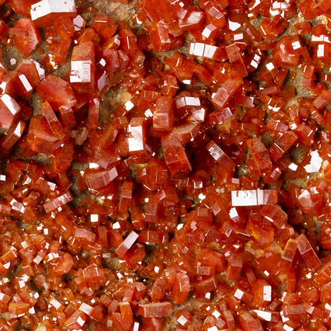 7" Museum Vivid Red VANADANITE Glossy Sharp Gem Crystals to .4" Morocco for sale