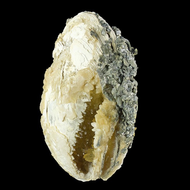 4.5" Golden CALCITE Crystals In Million-Year-Old FOSSIL CLAMSHELL FL for sale