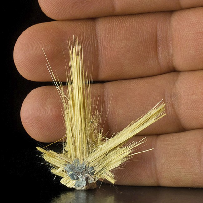 1.9" Gold RUTILE Crystal Needles to 1.5" Epitaxial on HEMATITE Brazil for sale