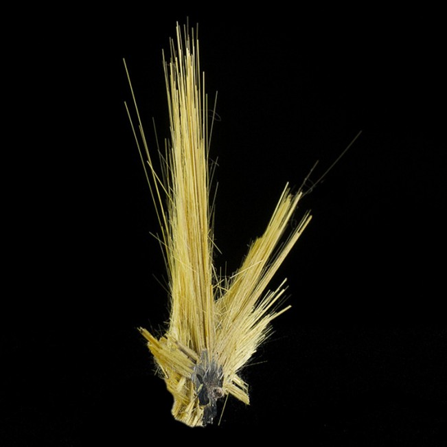 1.9" Gold RUTILE Crystal Needles to 1.5" Epitaxial on HEMATITE Brazil for sale