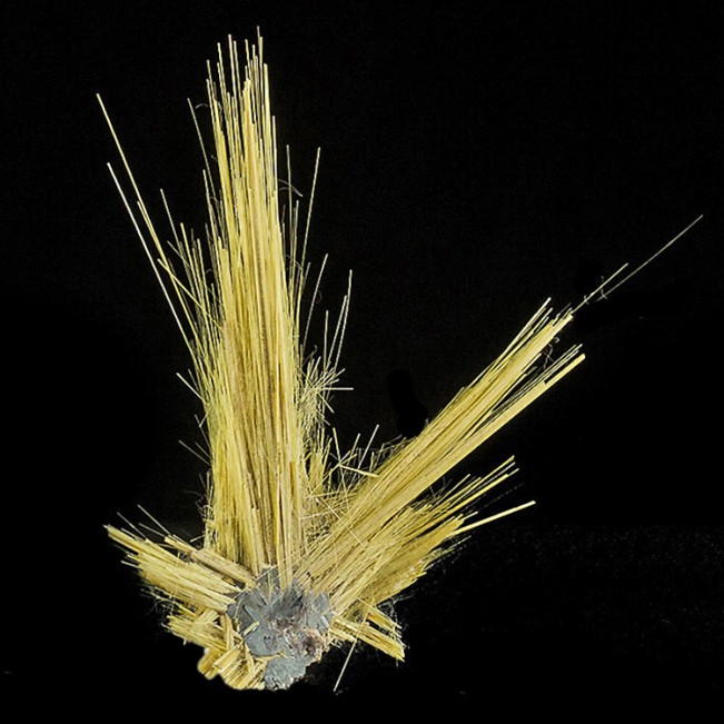 1.9" Gold RUTILE Crystal Needles to 1.5" Epitaxial on HEMATITE Brazil for sale