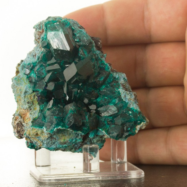 2.7" Forest Green Wet-Look DIOPTASE Crystals to .9" Inside Vug Congo for sale