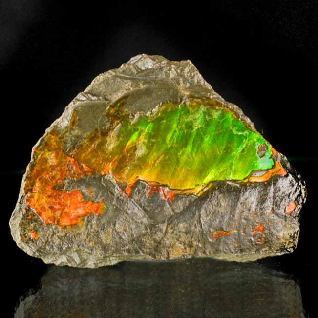 2.9" DayGlow Orange Green Yellow Shimmering Shiny AMMOLITE Ammonite CAN for sale