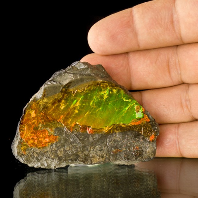 2.9" DayGlow Orange Green Yellow Shimmering Shiny AMMOLITE Ammonite CAN for sale