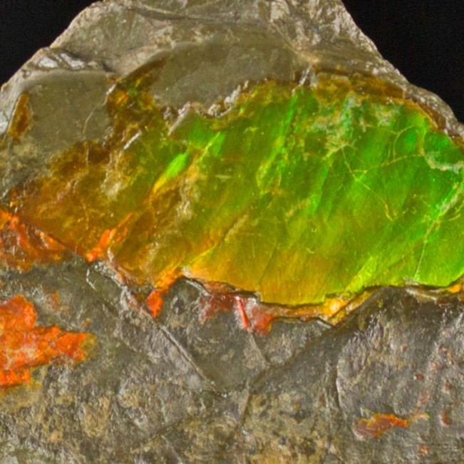 2.9" DayGlow Orange Green Yellow Shimmering Shiny AMMOLITE Ammonite CAN for sale