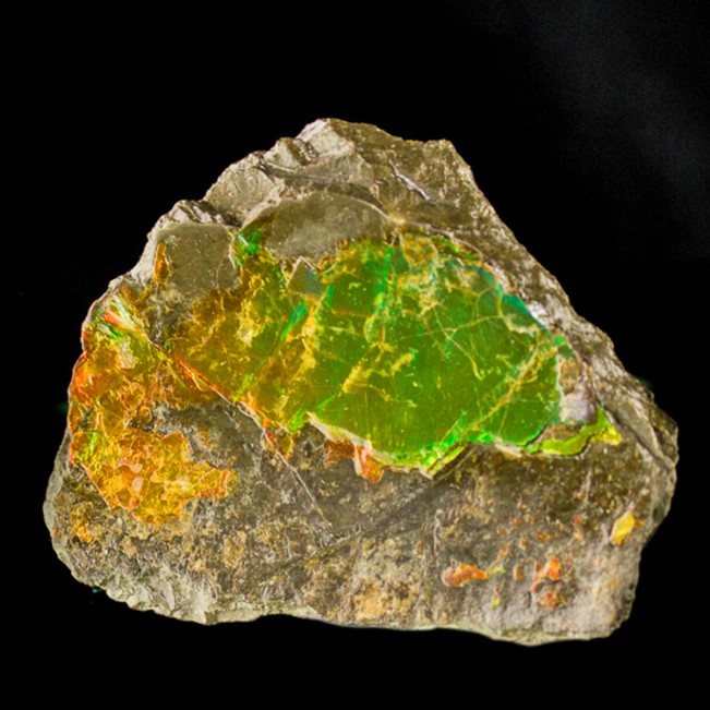 2.9" DayGlow Orange Green Yellow Shimmering Shiny AMMOLITE Ammonite CAN for sale