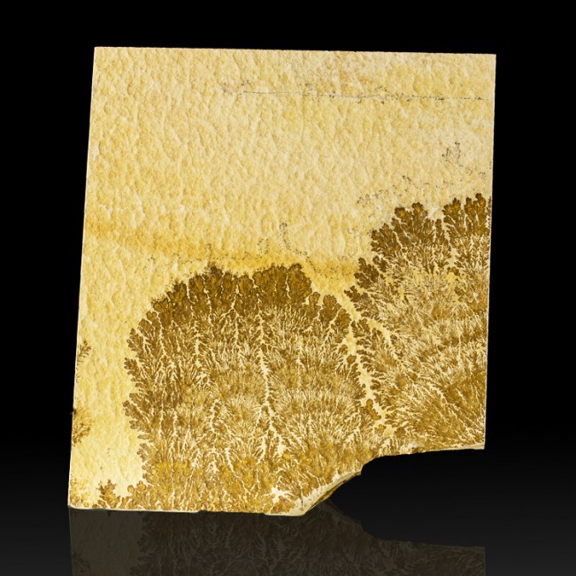 8.3" Chocolate Brown Sea Fan Psilomelane DENDRITE on Limestone Germany for sale