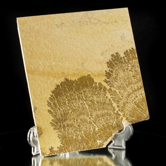 8.3" Chocolate Brown Sea Fan Psilomelane DENDRITE on Limestone Germany for sale