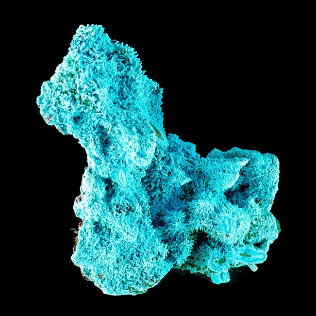 2.9" Rare Spiky CHRYSOCOLLA Crystals Pseudo over Malachite/Azurite Congo for sale