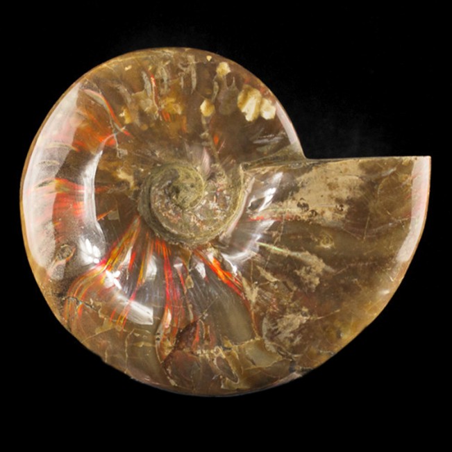 4.8" ShinyShimmering Iridescent RED AMMONITE Polished Fossil Madagascar for sale