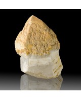 3.6" HOPPERED SCEPTER QUARTZ Crystal Fat Head...