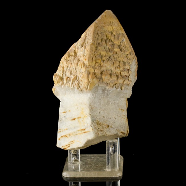 3.6" HOPPERED SCEPTER QUARTZ Crystal Fat Head on Smaller Stem Brazil for sale 