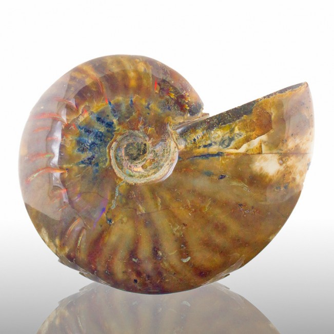 4.9" RED AMMONITE Fossil Iridescent Highlights Polished Madagascar for sale