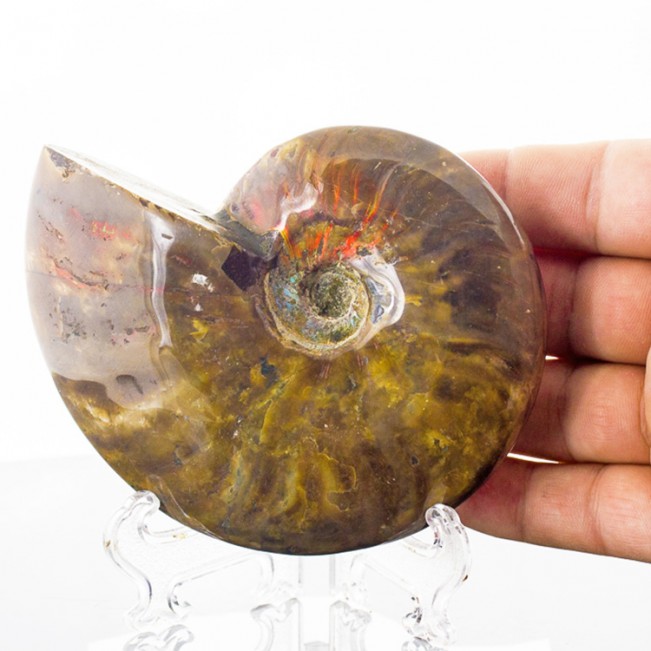 4.9" RED AMMONITE Fossil Iridescent Highlights Polished Madagascar for sale