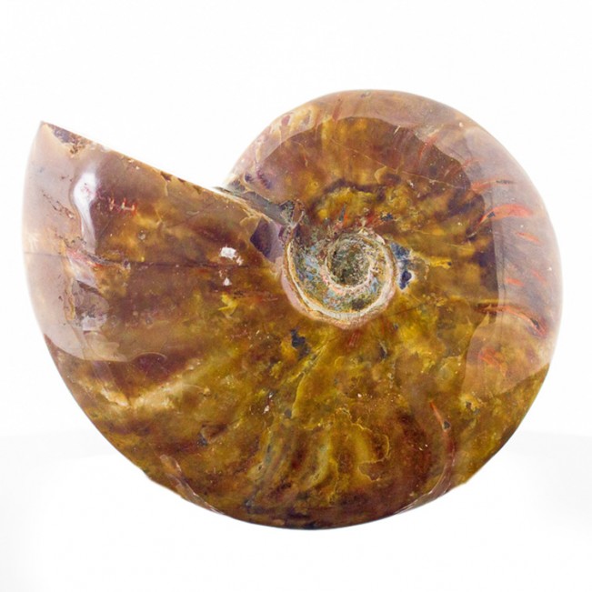 4.9" RED AMMONITE Fossil Iridescent Highlights Polished Madagascar for sale