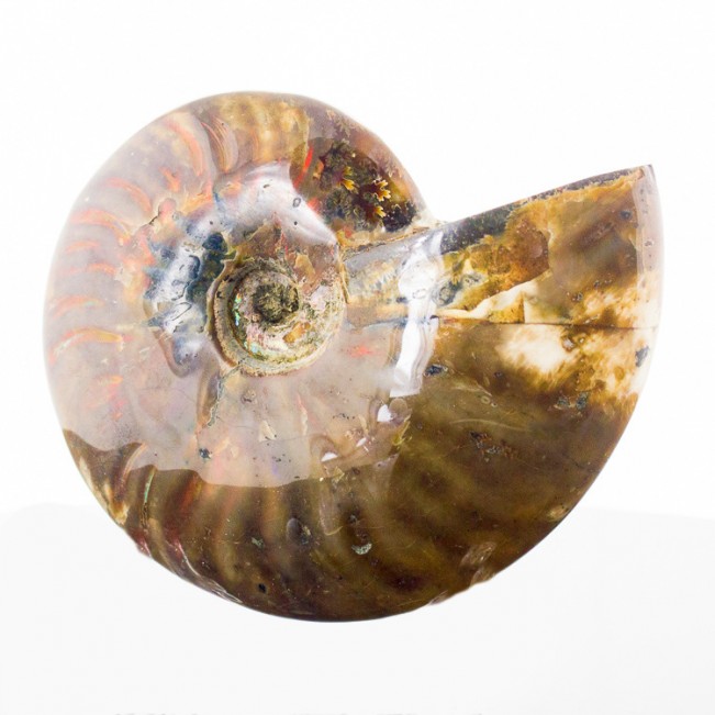 4.9" RED AMMONITE Fossil Iridescent Highlights Polished Madagascar for sale