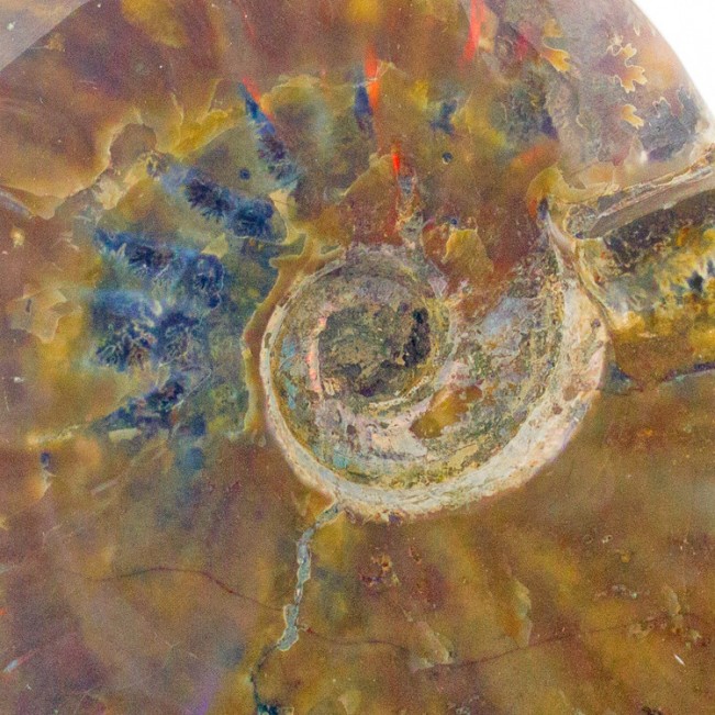 4.9" RED AMMONITE Fossil Iridescent Highlights Polished Madagascar for sale