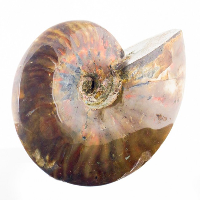 4.9" RED AMMONITE Fossil Iridescent Highlights Polished Madagascar for sale