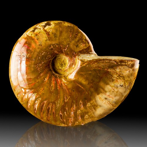 3.4" Polished Cherry Red Iridescent AMMONITE ...