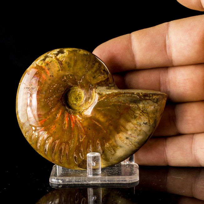 3.4" Polished Cherry Red Iridescent AMMONITE Fossil Madagascar for sale